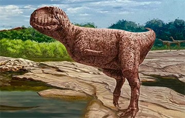 динозавр Stalicoolithidae