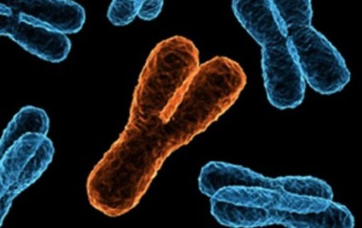 роль Y-хромосома генетик