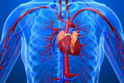 аорта пересадка сердце
