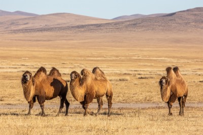 арабский верблюд Camelus bactrianus