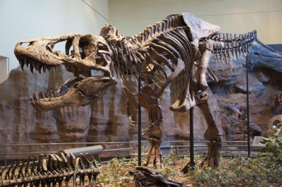 тиранозавр скелет