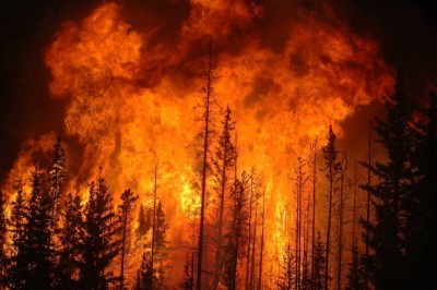 сша пожежа ліс каліфорнія