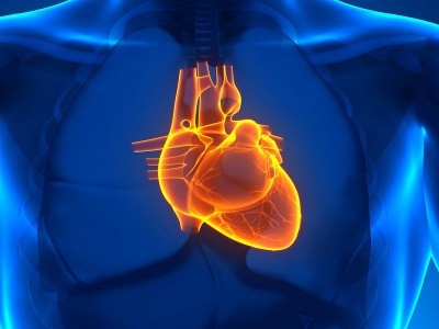 ехокардіографія серце